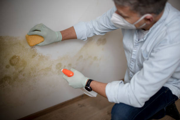 Mold Remediation for Rental Properties in Rural Hill, TN